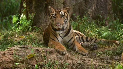 Major Breakthrough in Fight Against Wildlife Trafficking: Woman Arrested for Tiger Parts Smuggling in India