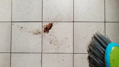 Attempt to Kill Cockroach Ends in Tragedy: South Korean Fire Claims Life