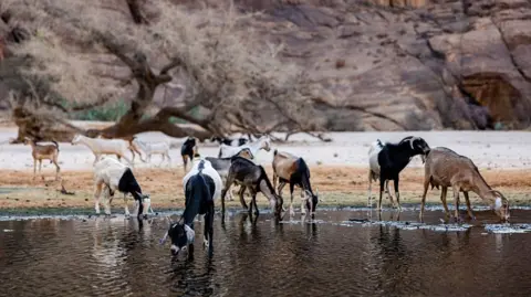 Chad Sever Ties with Wildlife Charity Linked to Prince Harry Over Poaching Concerns