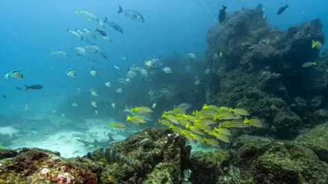 Historic Oceans Treaty Set to Become Global Law