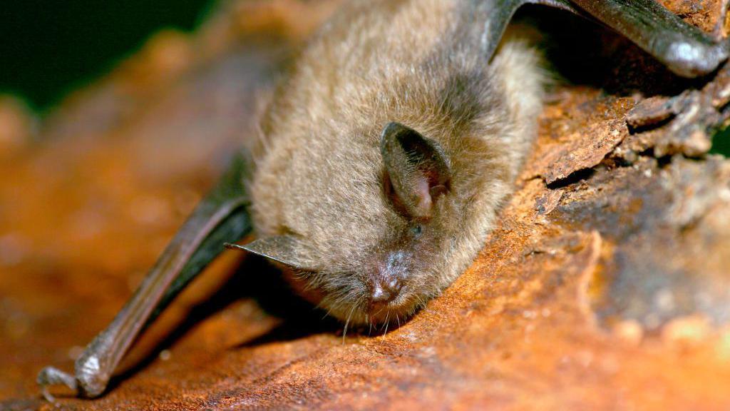 Canadian Boy Dies of Rabies After Bat Bite