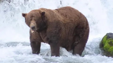 Chunk the Bear Triumphs in Fat Bear Week 2025 Despite Injury
