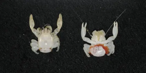 New Discoveries in Australia's Deep Sea: Almond-Sized Crab and Lantern Shark