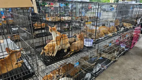 Police Rip Up Cat‑Theft Ring, Recovers 400 Live Cats in Vietnam