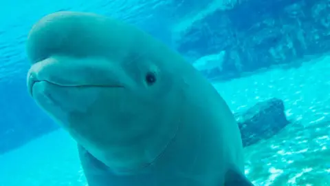 Marineland Faces Outrage Over Threat to Euthanise 30 Beluga Whales