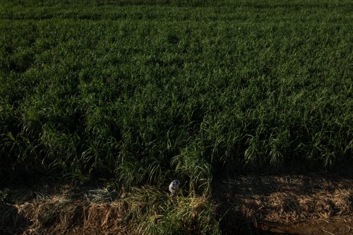 Researching Rural Heat: Protecting Farmworkers Amid Escalating Temperatures