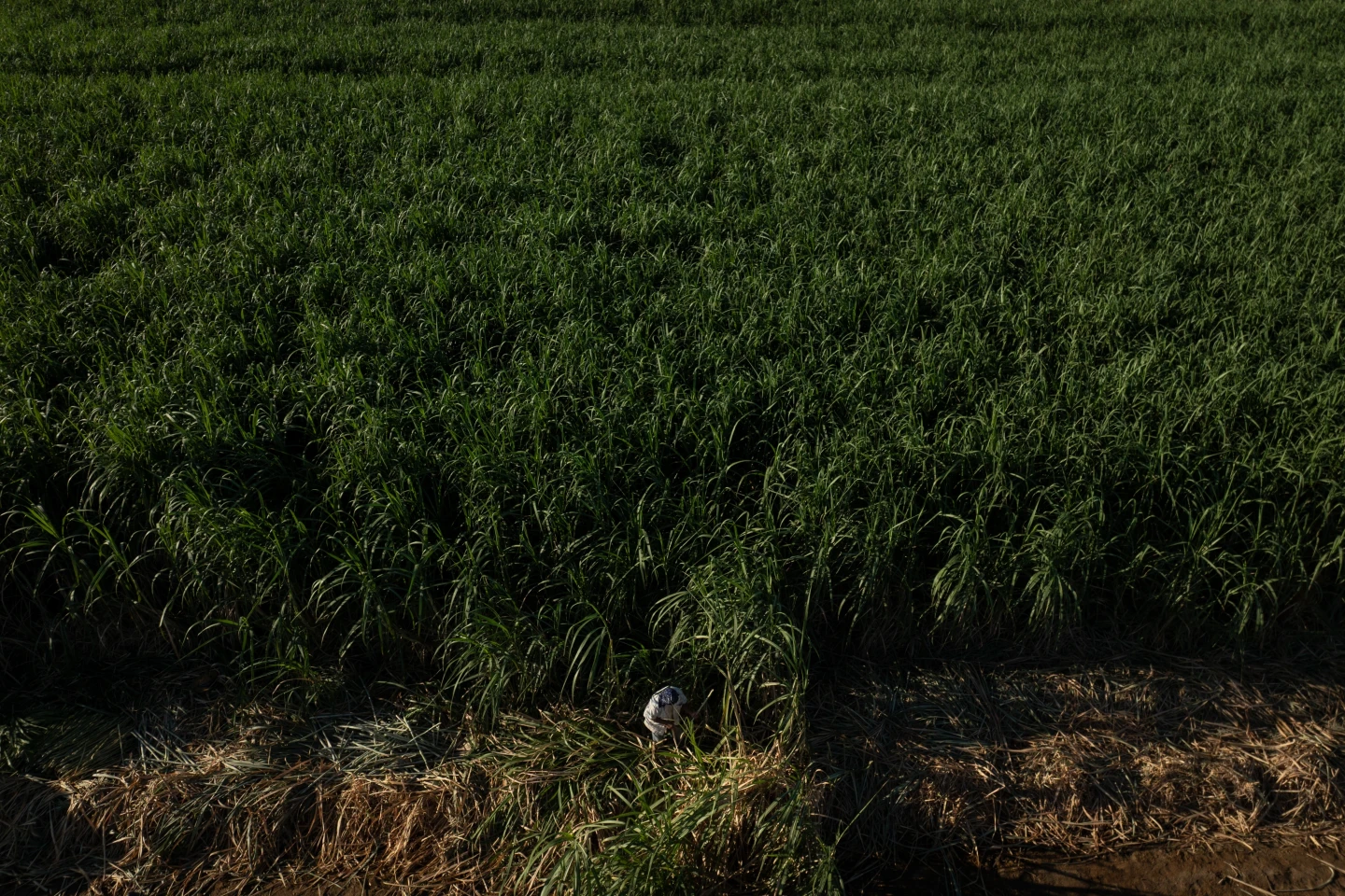 Researching Rural Heat: Protecting Farmworkers Amid Escalating Temperatures