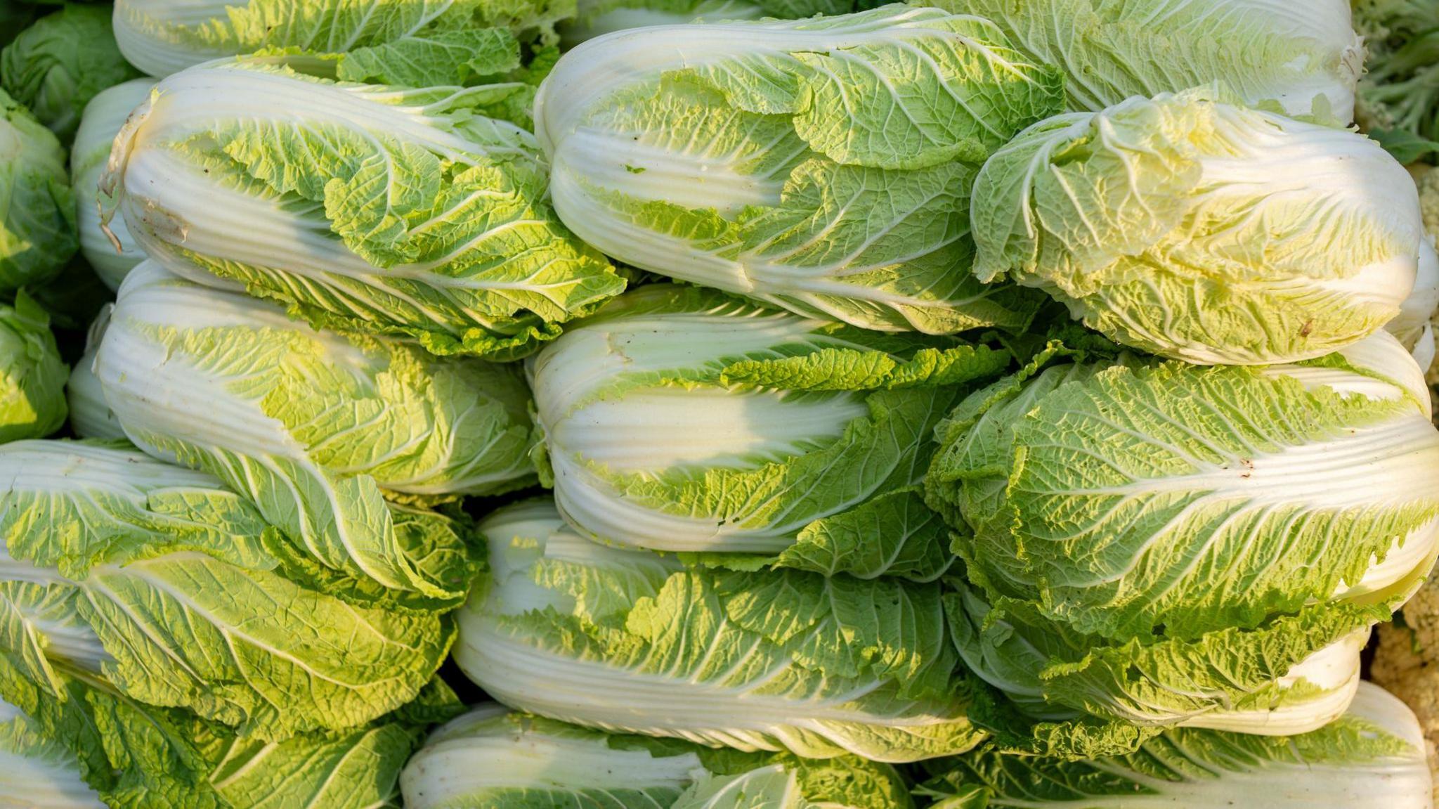 China Probes Use of Formaldehyde to Preserve Cabbages