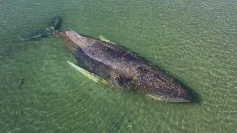 Tragic End for Rescued Humpback Whale Found Dead Near Danish Coast
