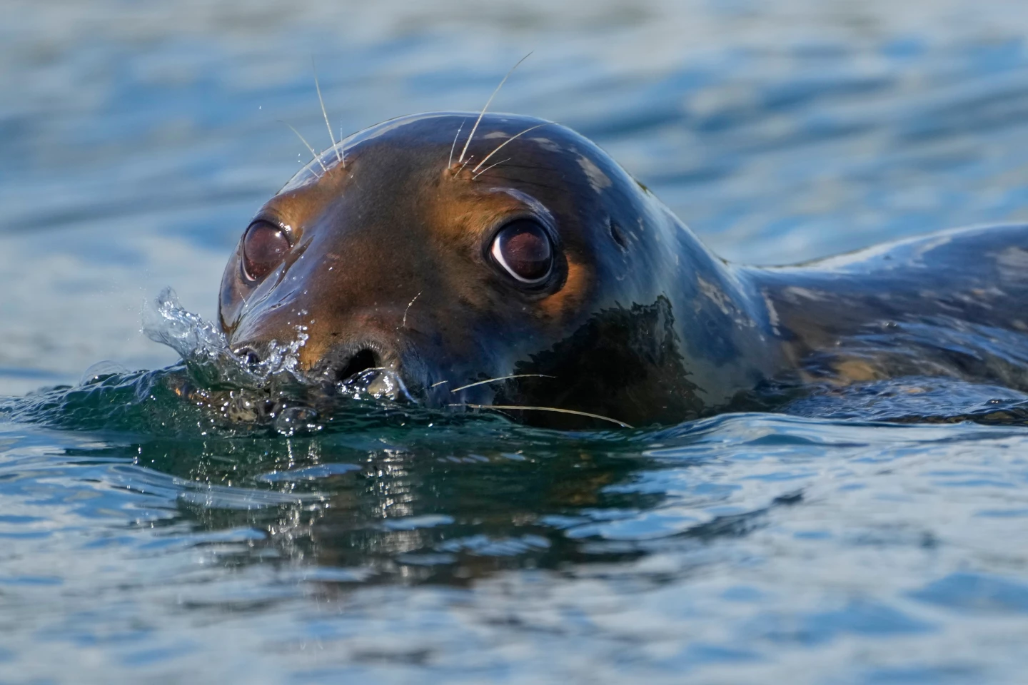 Republicans Target Historic Marine Mammal Protection Act to Lift Fishing Restrictions