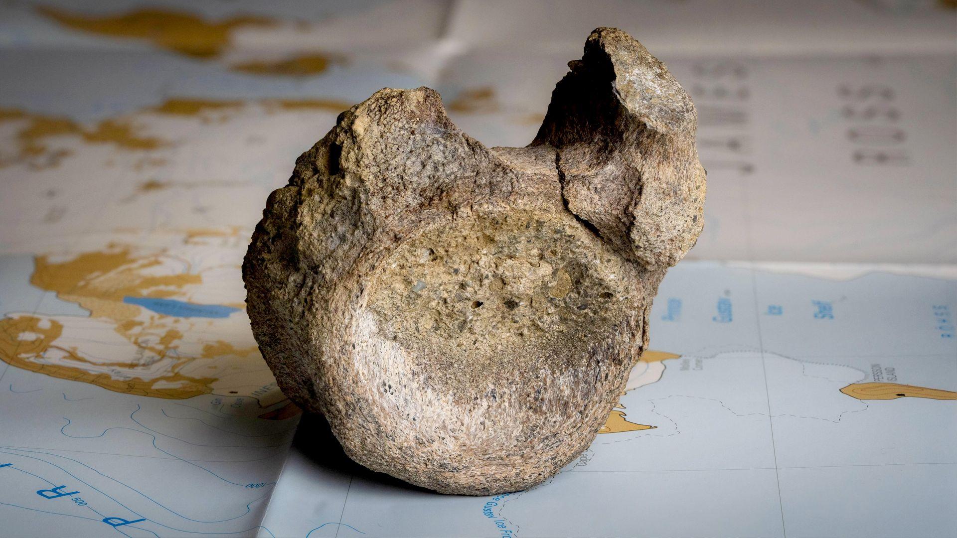 Antarctic Dinosaur Bone Unearthed After Four Decades in a Shelf