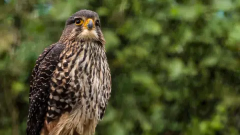 New Zealand Falcon Flies to Victory as 2025 Bird of the Year