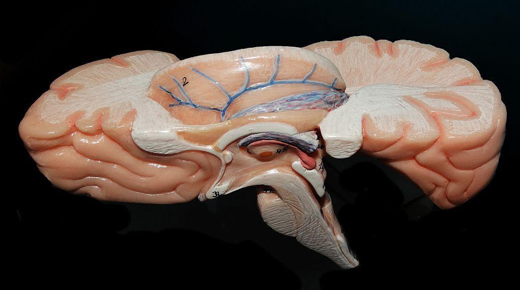 India Charts the Brainstem’s Dark Box: A 3‑D Atlas Unites MRI & Cell‑Level Views