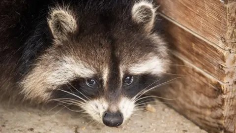 Could Raccoons Become America's Next Beloved Pet?