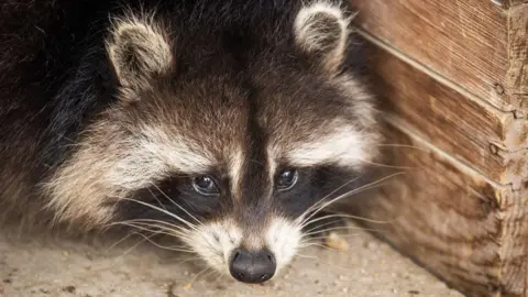 Raccoons Poised to Become America's Next Beloved Pet