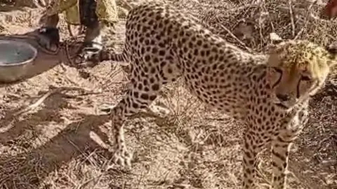 'Adopted like family': Kenyan family embraces orphaned cheetah cub