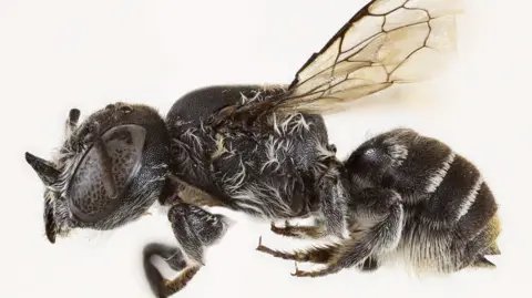 New 'Lucifer' Bee Species Discovered in Australia