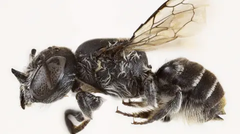 New 'Lucifer' Bee Species Discovered in Australia