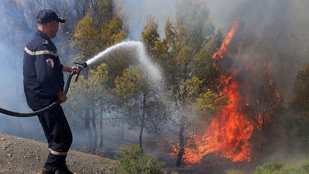 12+ People Killed as Algeria Faces Worst Wildfires of Season