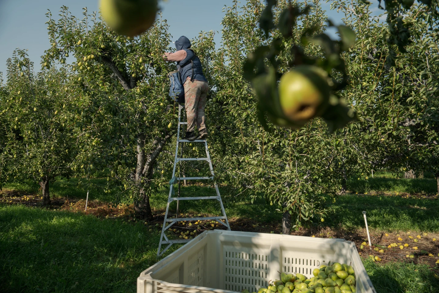 Extreme Heat Poses Growing Threat to Pregnant Agricultural Workers