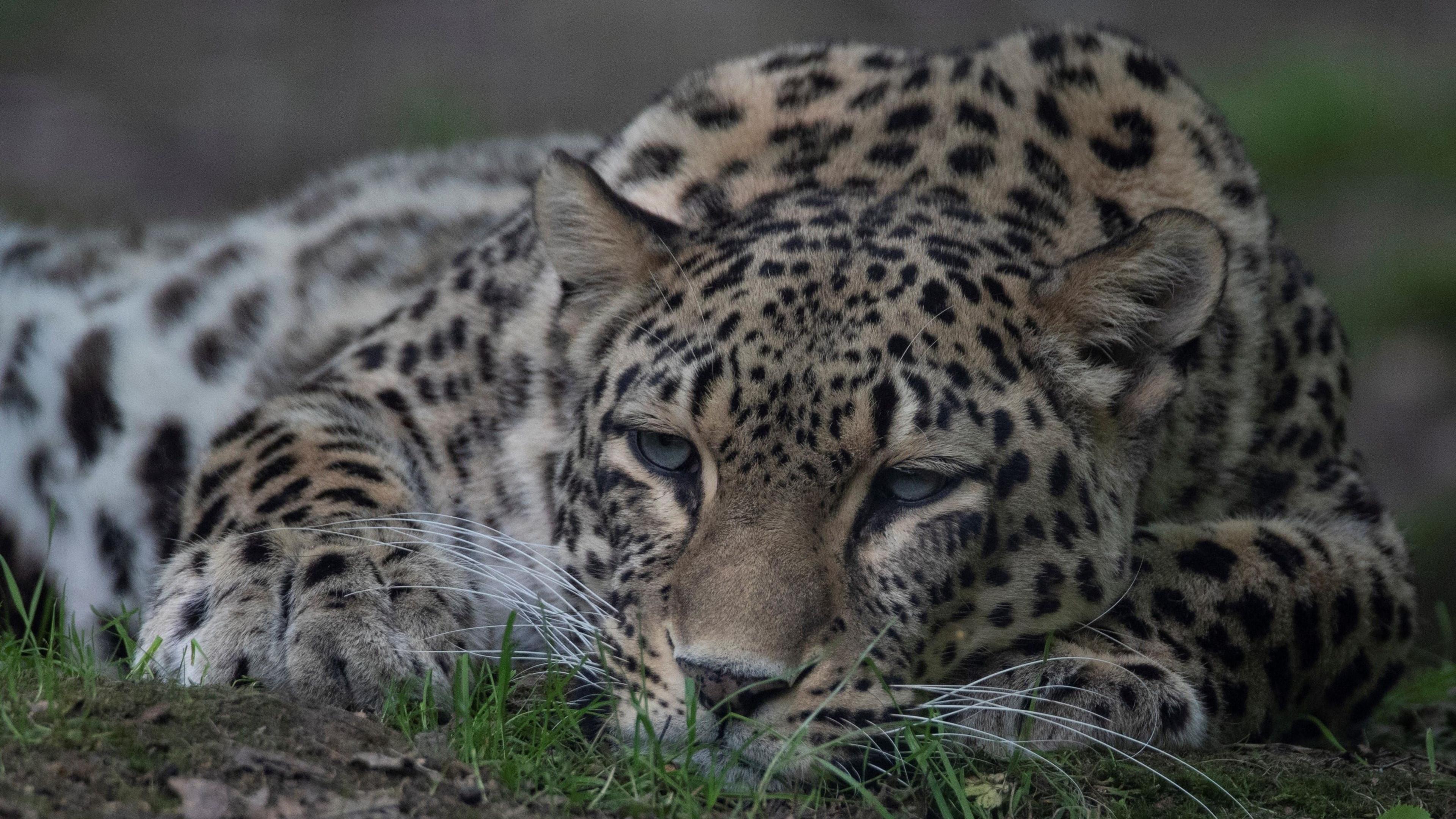 Persian leopard in enclosure