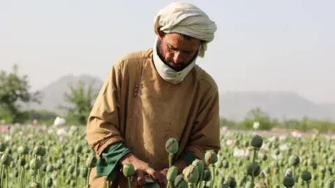 UN Reports Significant Decline in Afghan Opium Production Following Taliban Ban
