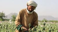 Taliban Opium Crop Ban Leads to Significant Decline in Production, Says UN Report