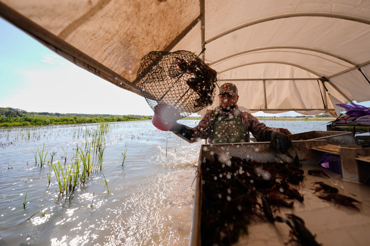 Louisiana Crawfish Industry Struggles Amid Worker Shortage