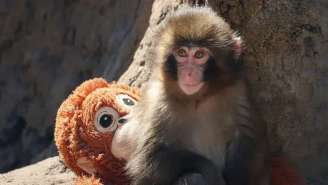 Two Men Detained for Trespassing in Japanese Zoo's Monkey Enclosure