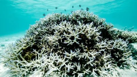 Hope for the Great Barrier Reef: Potential Recovery if Global Warming is Capped