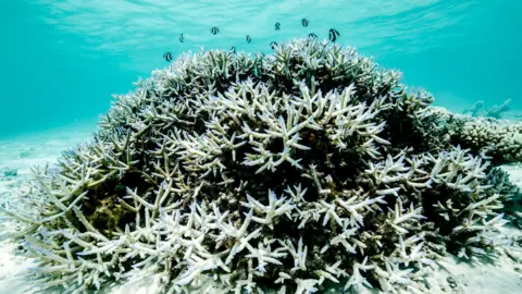 Hope for the Great Barrier Reef: Potential Recovery Within Reach