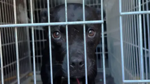 BBC Uncovers Europe-Wide Dog Fighting Network Through Online Blunder