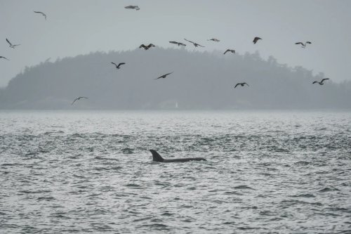 Harnessing the Depths: Fiber-Optic Cables for Orca Conservation