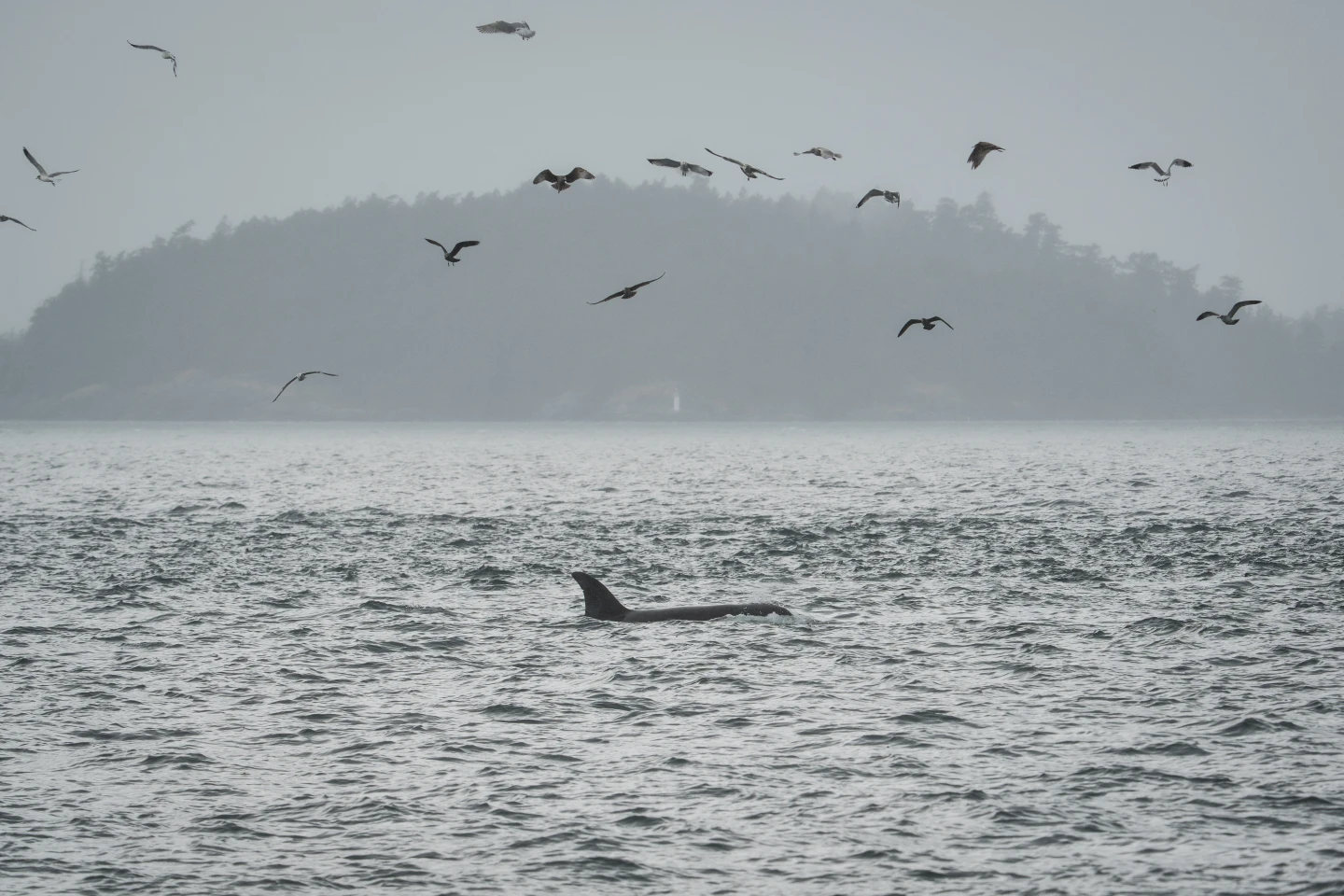 Harnessing the Depths: Fiber-Optic Cables for Orca Conservation
