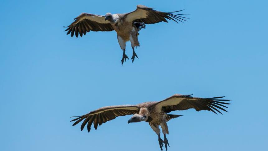 Vulture King fights to save disappearing birds in Nigeria