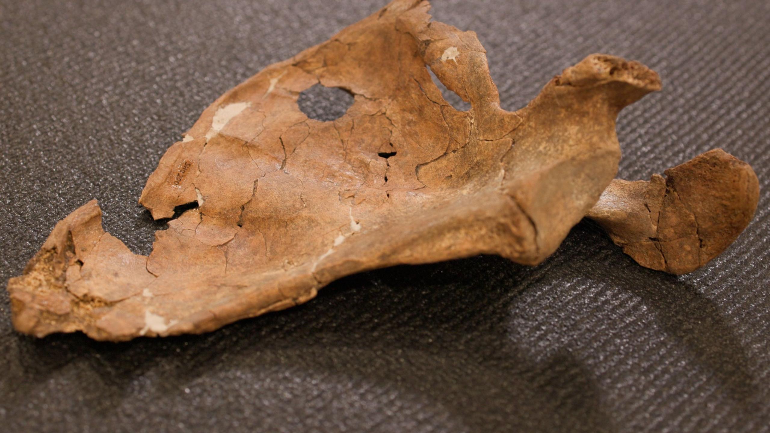 70,000‑Year‑Old Neanderthal Wound Reveals Early Lethal Violence