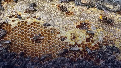 Arson in Almere Claims the Lives of Half a Million Bees