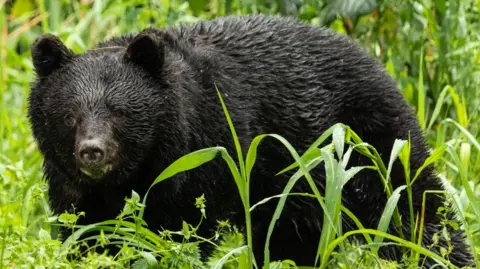 Record-Breaking Bear Attacks Claim Seven Lives in Japan