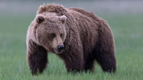 Urgent Search Underway for Grizzly Bear After Attack on School Group in Canada
