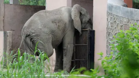 Rodent-Borne Virus Claims Life of Delhi's Sole African Elephant