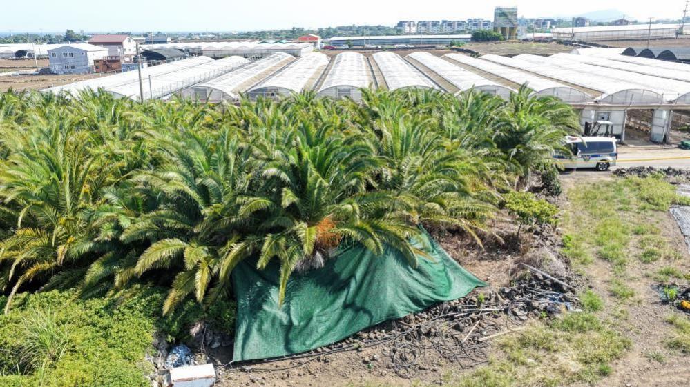 Jeju Island tragedy deepens South Korea's missing persons scandal
