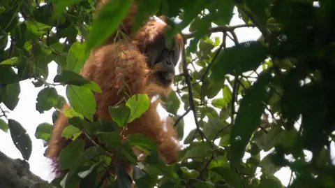 Critical Threat to Rarest Apes After Devastating Sumatran Floods
