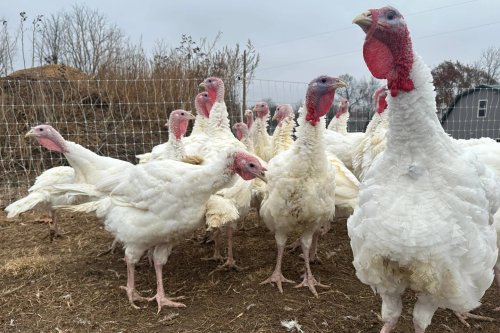 Old Brick Farm's Thanksgiving: A Silver Lining Amid Challenges
