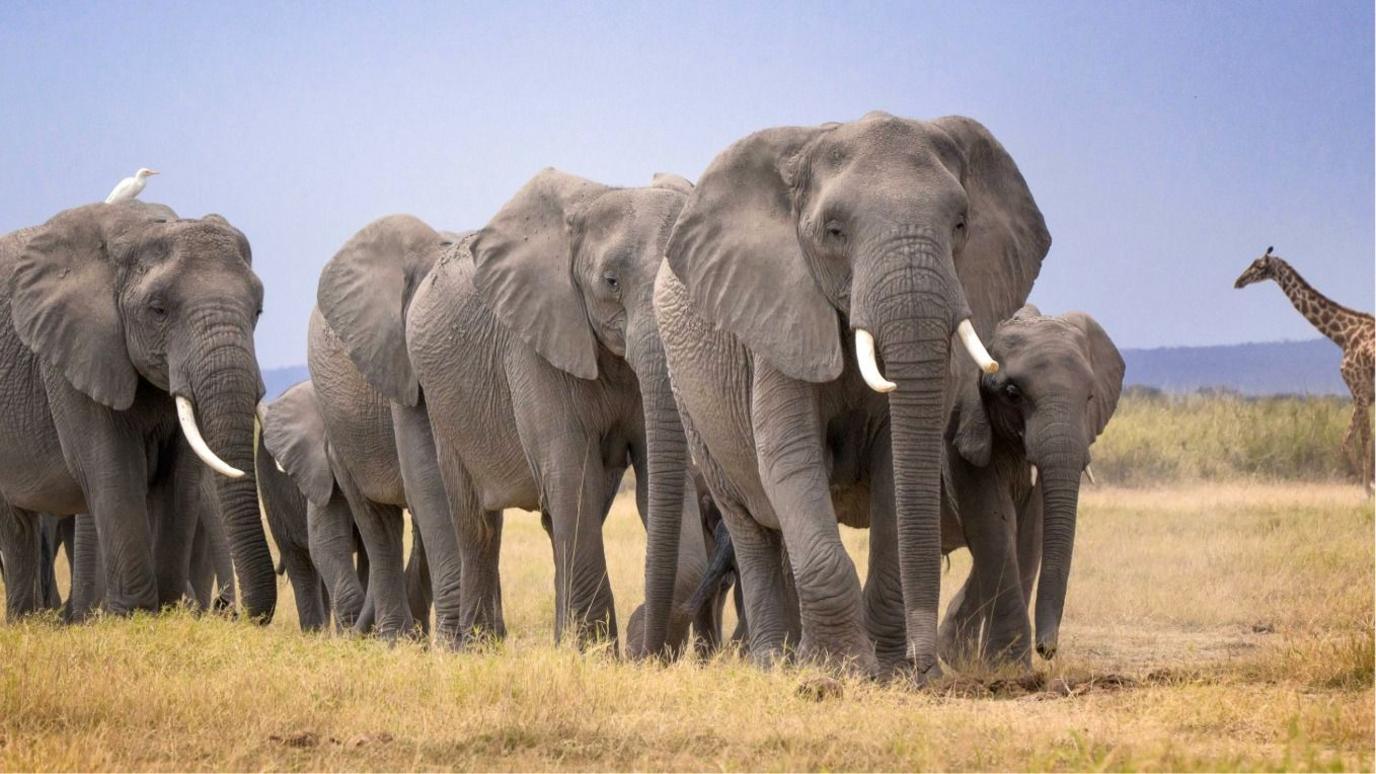 14 Elephants Die Near Amboseli National Park: Kenya Investigates Sudden Deaths