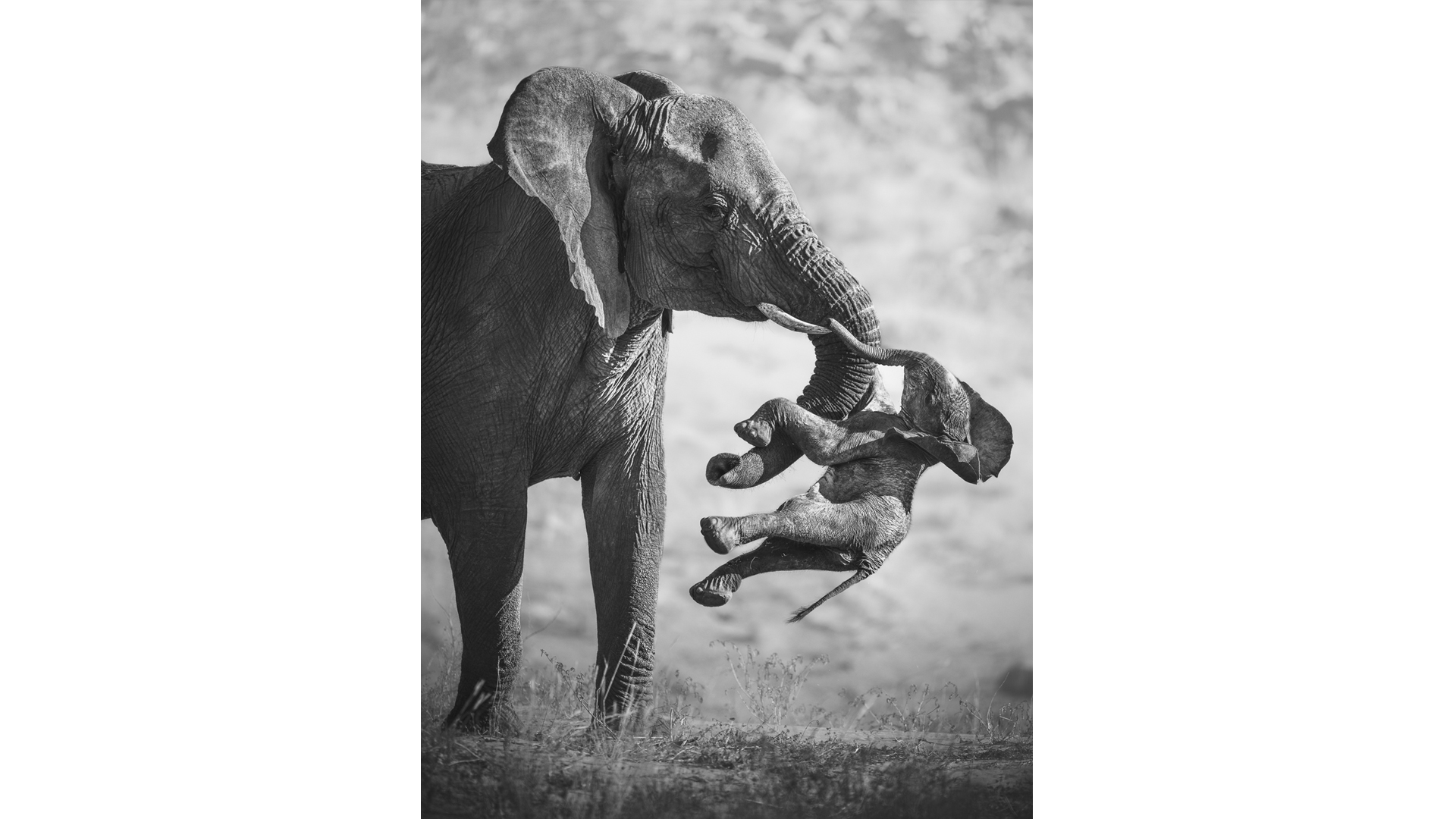 Heart‑wrenching Elephant Moment Wins Wildlife Photographer of the Year 2026