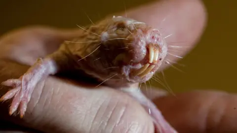 The Longevity Secret of Naked Mole Rats: A Genetic Breakthrough