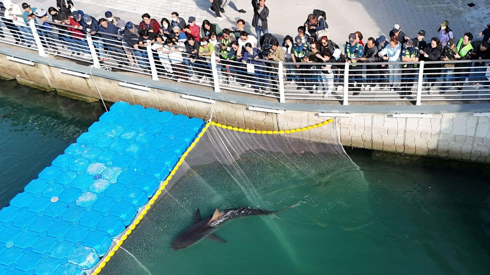 Shark Stubbornly Stays in Busan Canal After Rescue Attempts