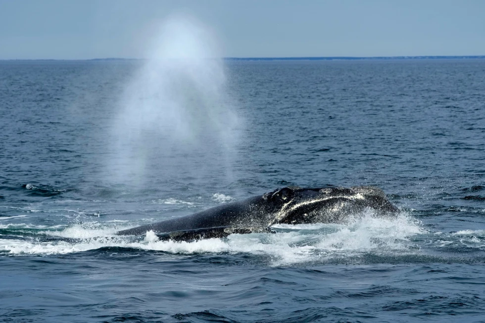 Controversy Arises as NOAA Proposes New Rules for North Atlantic Right Whales