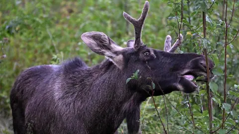 Emil the Elk Captured After Wandering Central Europe