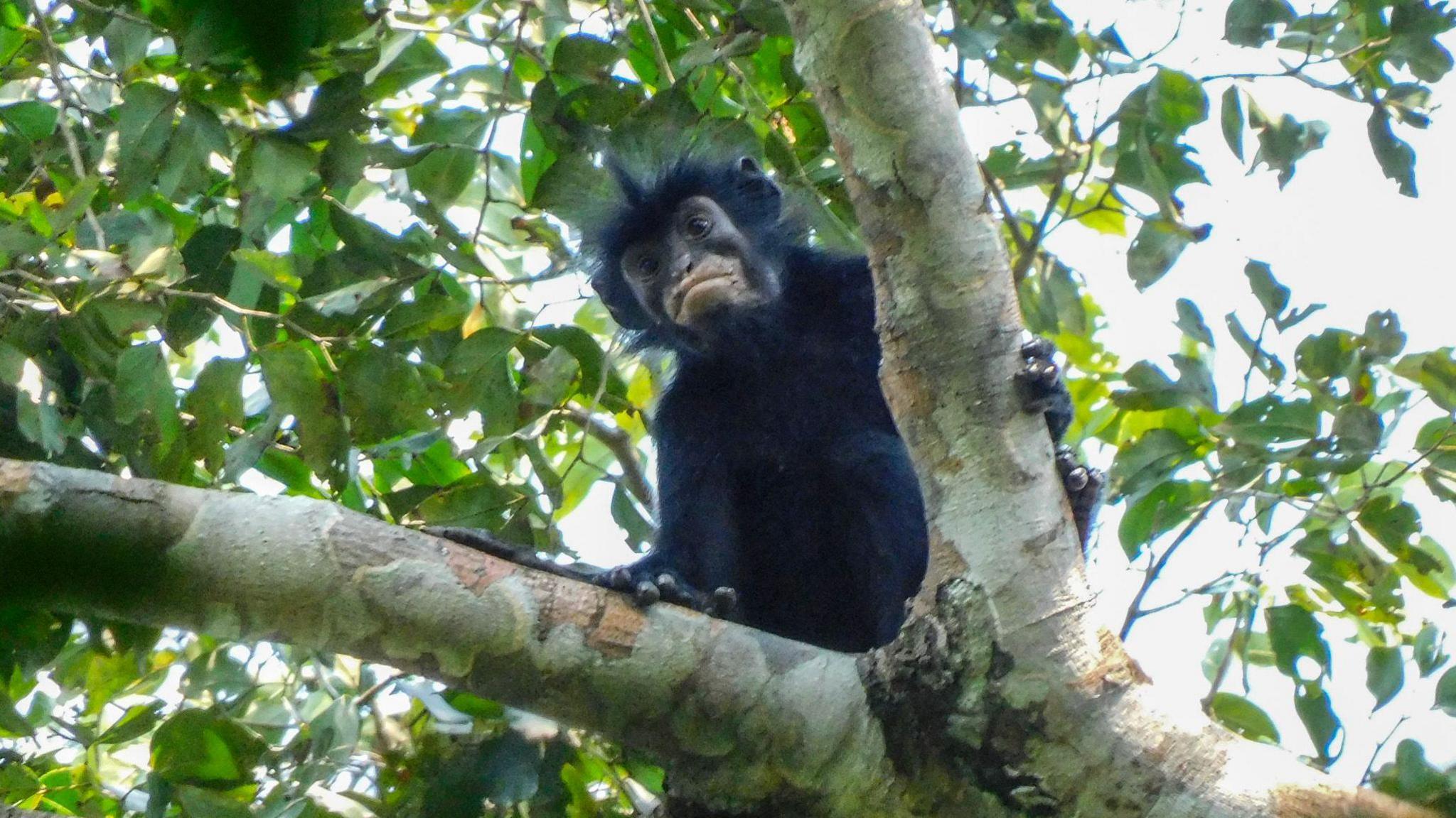 New Monkey Species Discovered in DR Congo with Orange Lips